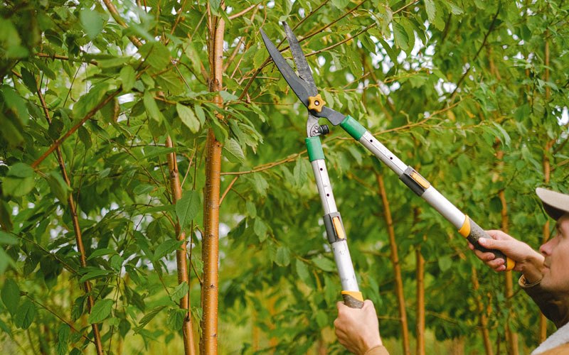 Tree trimming in Massena, IA